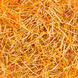 konj Golpeech Saffron