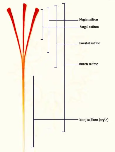 SAFFRON TYPES|Saffron Grades Guide