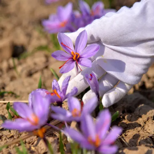 حصاد يدوي لأزهار الزعفران