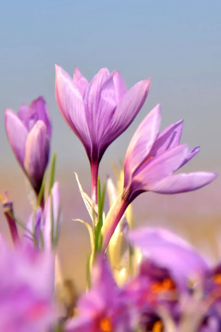 Golpeech Saffron flower