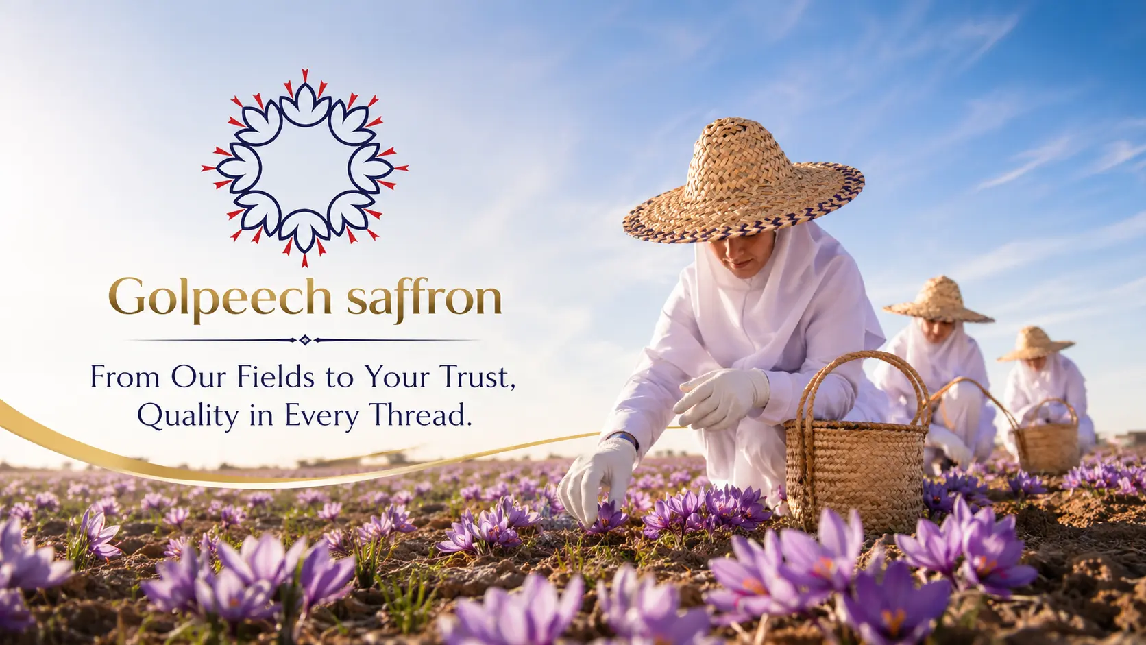 Golpeech Saffron - Iranian Saffron Suppliers